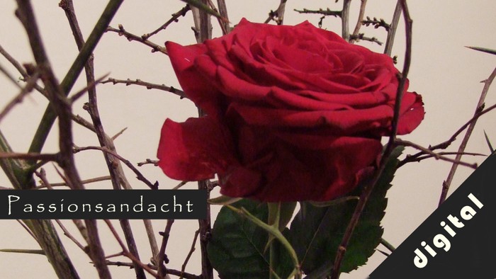 Ein roter Rosenblüte mit Dornen im Vordergrund