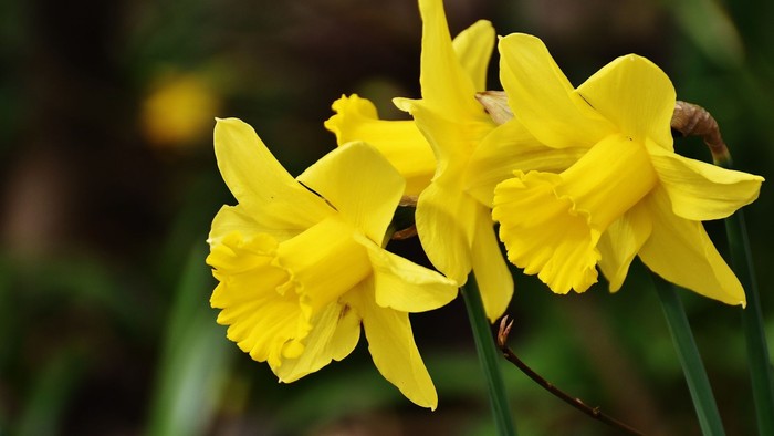 Guldaar med bløde blomster i naturen