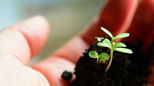 Klimafasten – 7. Wochenthema: Neues wachsen lassen