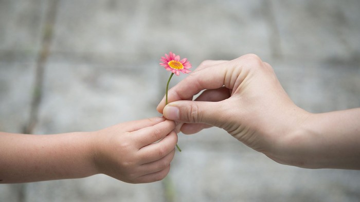 Zwei Hände reichen eine zarte rosa Blume.