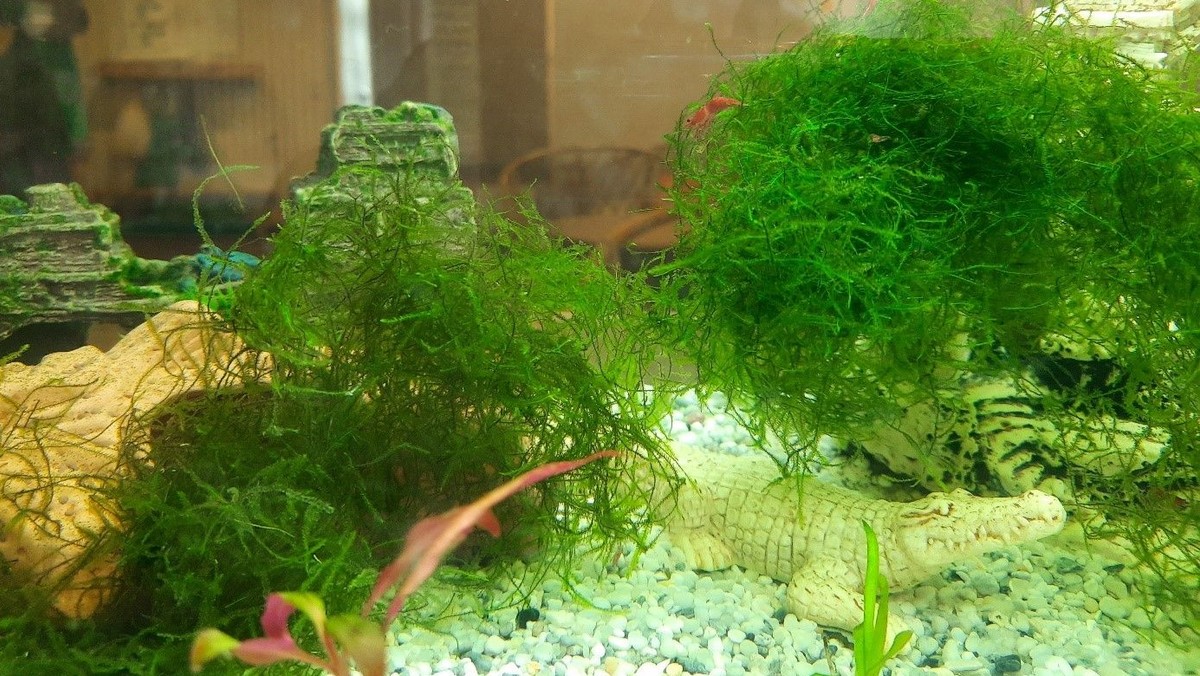 Neues Aquarium in der Martin-Luther-Kita