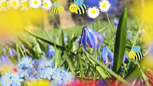 Sommer der Wildbienen