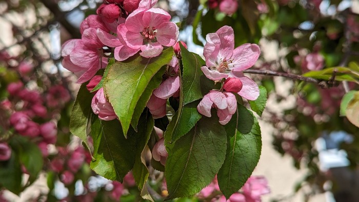 Leuchtend rosa Blüten an einem Baumzweig mit frischen grünen Blättern in voller Blüte.