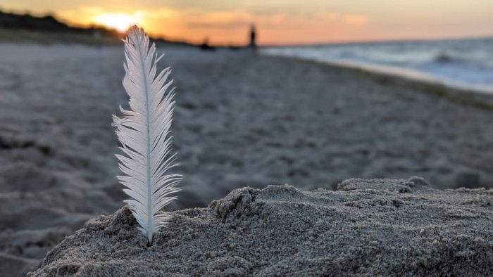 Ein einzelner weißer Feder steht auf einem Felsen am Strand bei Sonnenuntergang