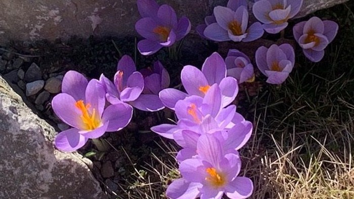 Leuchtend violette Krokusse blühen lebhaft zwischen rauem Gestein und trockenem Gras.