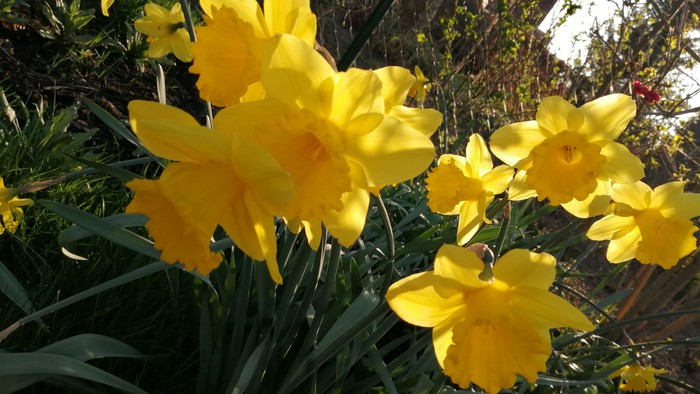 Leuchtend gelbe Narzissen, die zwischen üppigem grünem Laub im Sonnenlicht blühen.