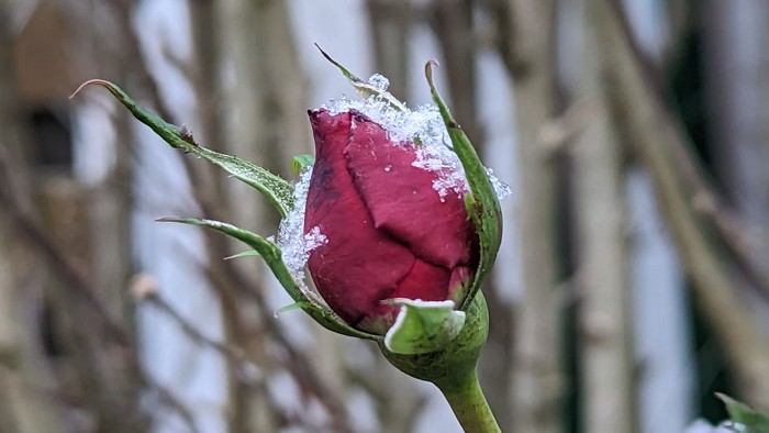 Eine rote Rosenknospe mit Reif darauf.