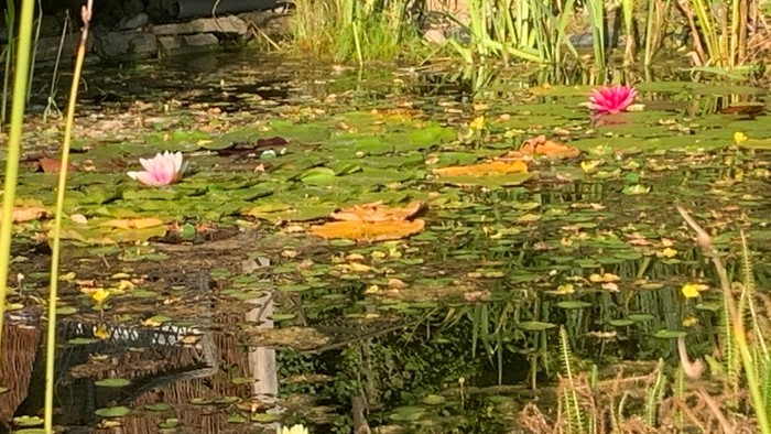 Ein ruhiger Teich, bedeckt mit Seerosenblättern und blühenden Wasserlilien, umgeben von herabgefallenen Blättern und Schilf.