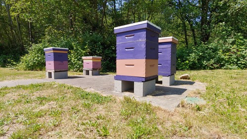 Bee Update!