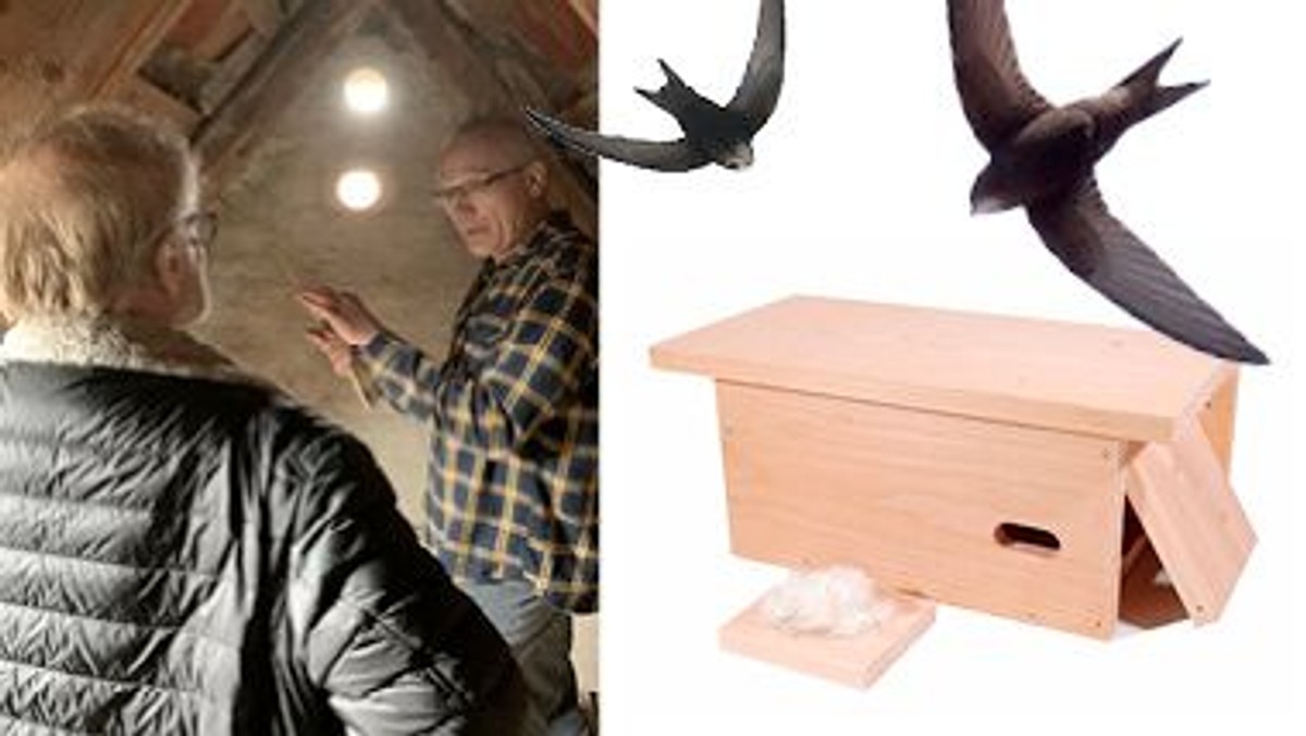 Mursejlere og tårnfalk inviteres indenfor