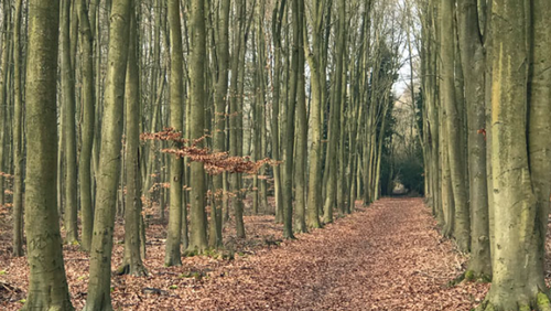 Men’s Fellowship Summer Ramble - Wednesday 28th July 2021