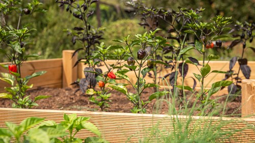 Hochbeete bauen im FAMILIENGARTEN - für und mit Nachbarn - mit anschließendem Grillen