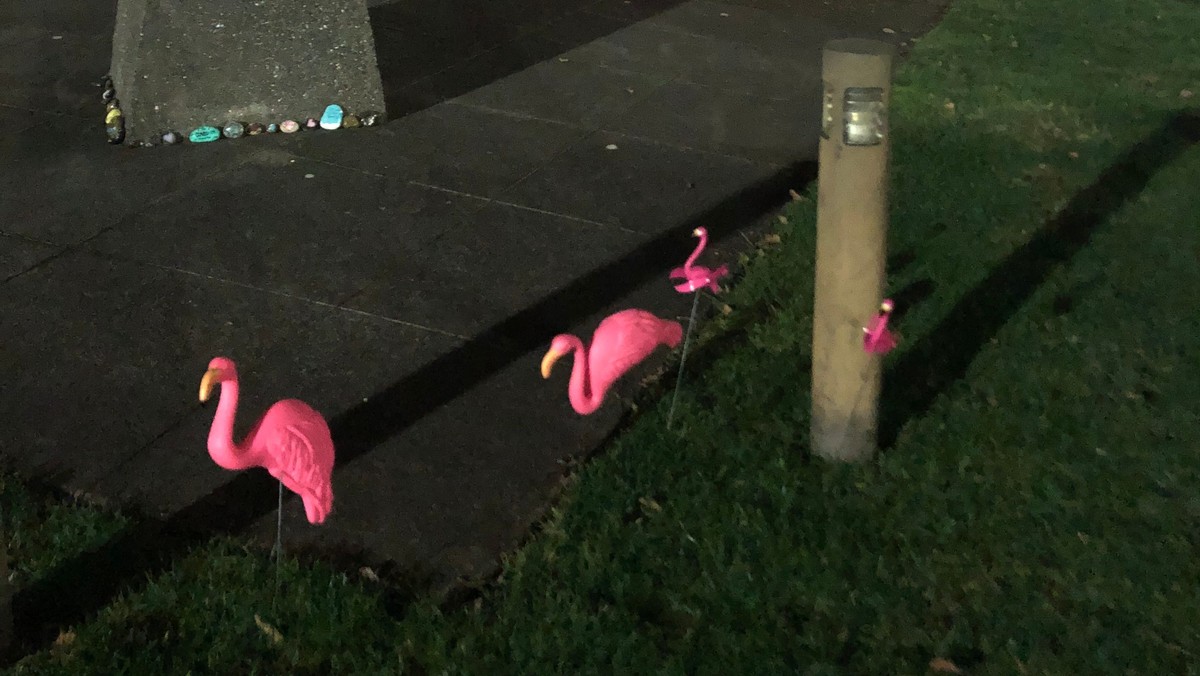 The Flamingos are back! But where did they come from!?