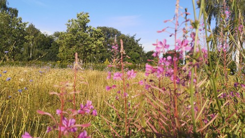 Blomstereng på kirkegården