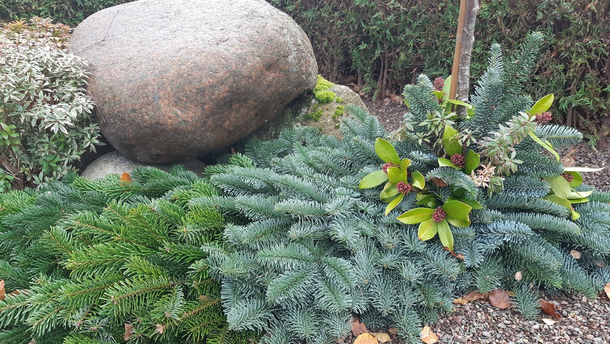 Granpyntning