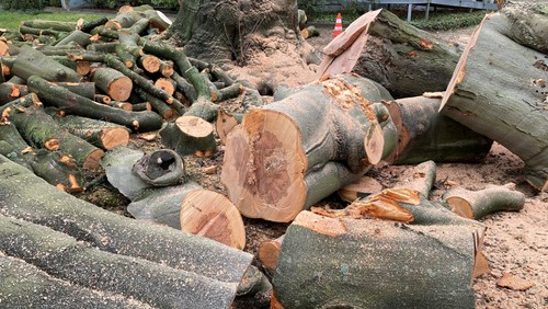 Die alte Rotbuche am Gemeindehaus wurde gefällt