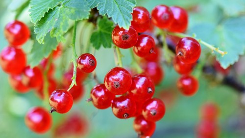 Glaubensmarmelade
