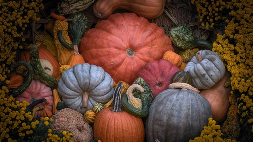 HARVEST FESTIVAL LIVE