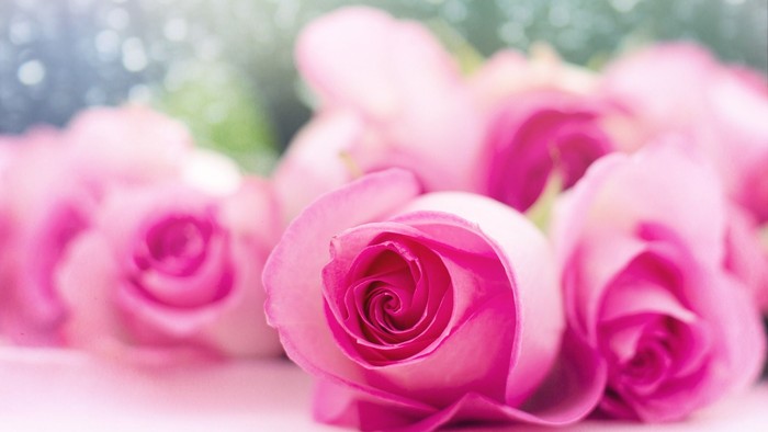 Rosa Rosenblüten auf hellem Hintergrund