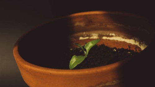 The Second Sunday in Advent: Prepare the Way of the Lord