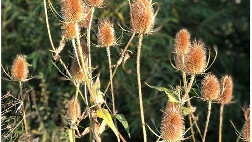 Thought for the week - 12 December 2021