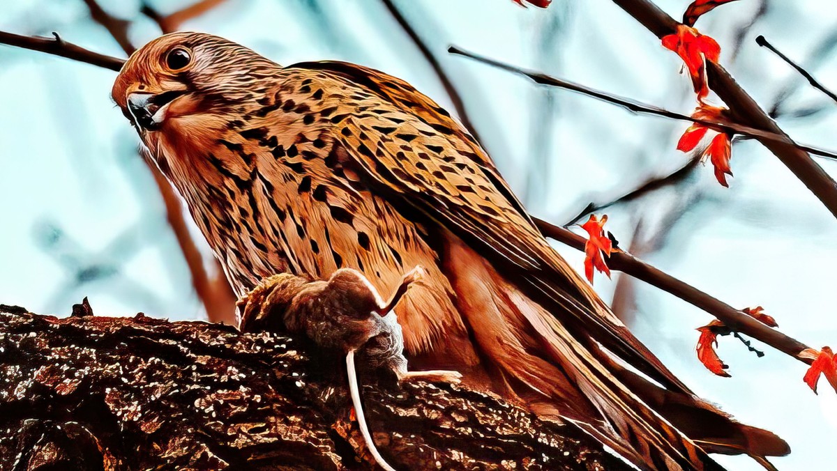 Ausstellung: Die Vögel auf unserem Kirchhof