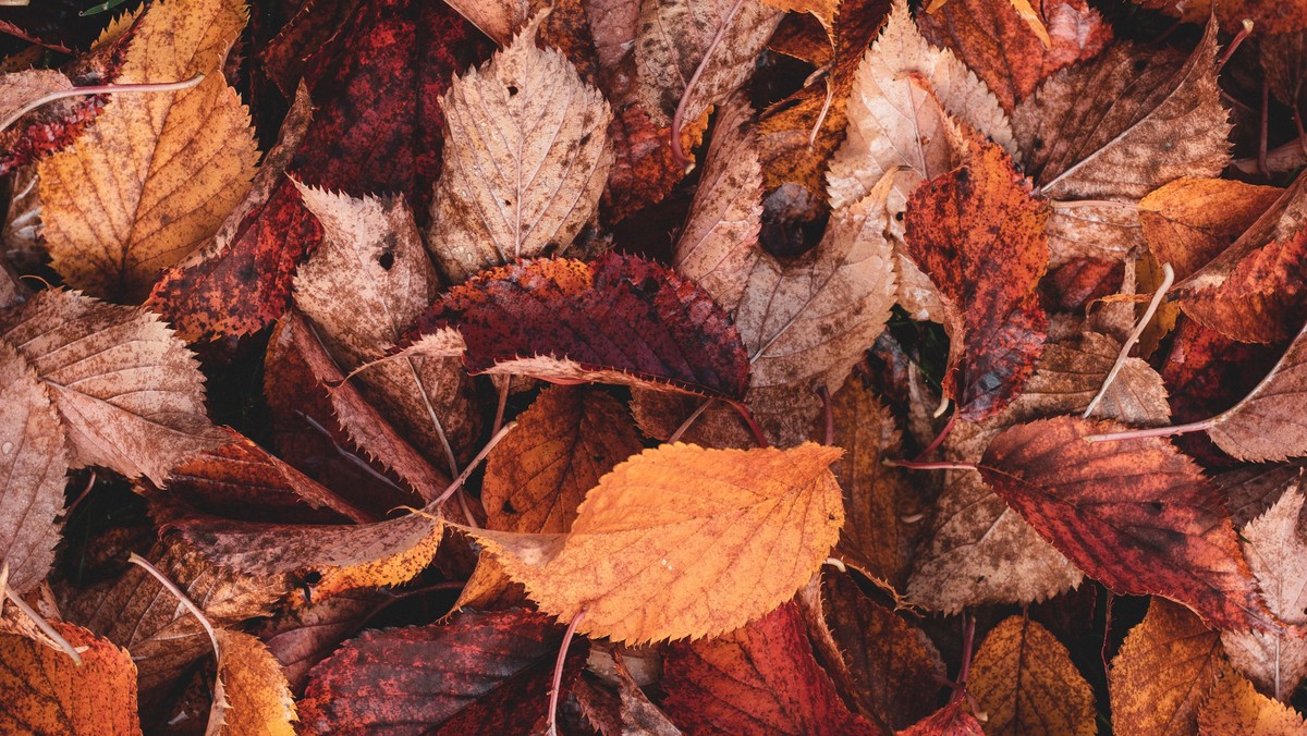 Autumn Afternoon Walk