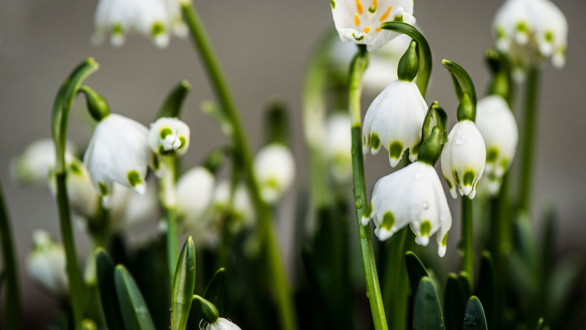 Gudstjeneste i Eggeslevmagle