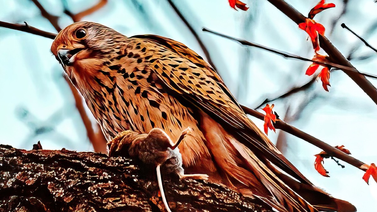 Ausstellung: Die Vögel auf unserem Kirchhof