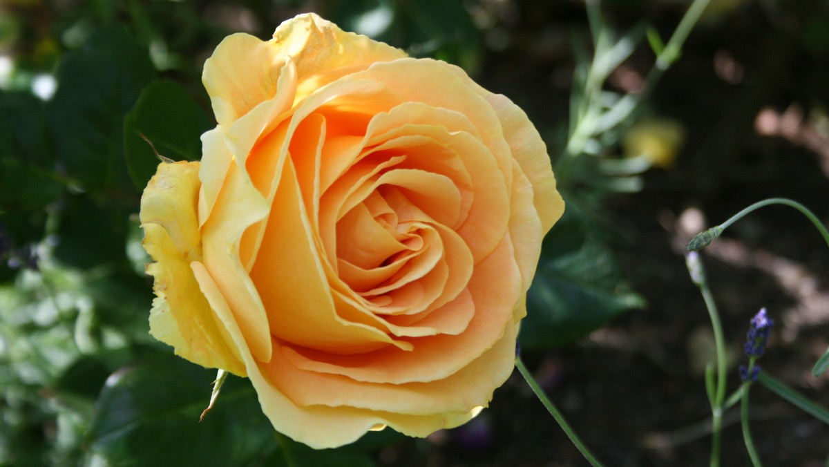 Blomstergudstjeneste