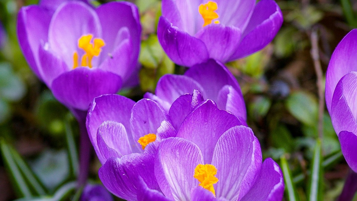 A Celebrity Gardener’s Evening With: Christine Walkden (Gardener’s Question Time / Gardener’s World) and Bryan Hewitt (Author of “The Crocus King”)