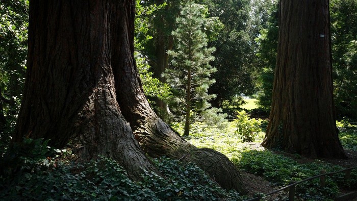 Großer Baumstamm im Wald umgeben von Grünpflanzen und Bäumen