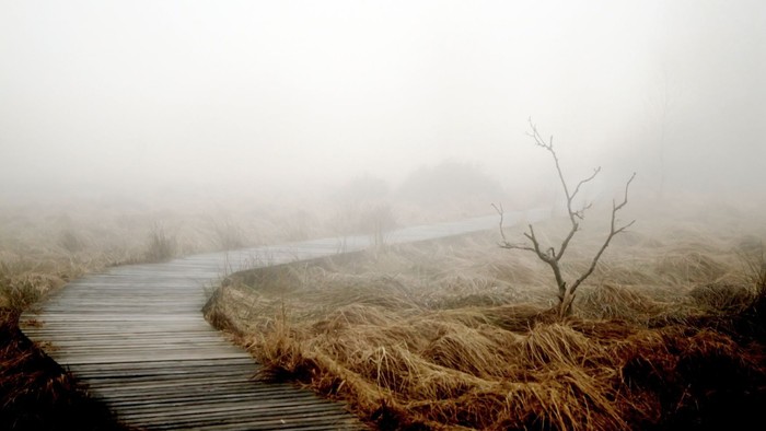 Ein nebelverhangener Pfad führt durch ein Feld mit hohem Gras und einem kahlen Baum.