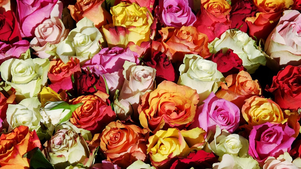 OFFENER NACHMITTAG zum Thema "Rosen"