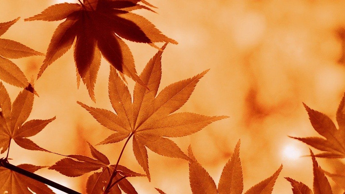 Herbstkonzert - Reise durch drei Jahrhunderte