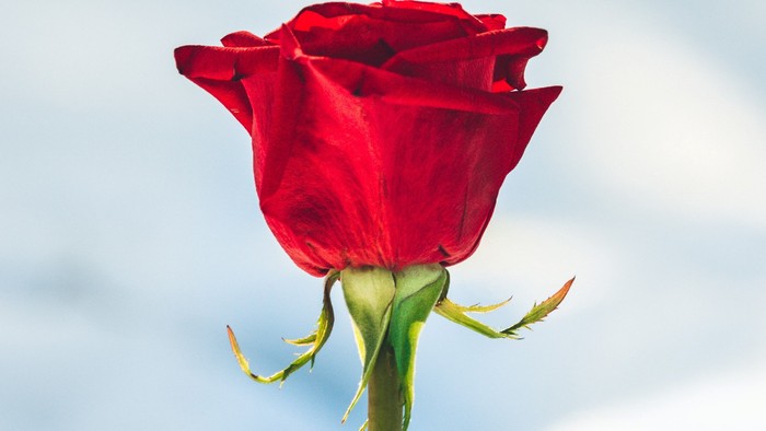 En ensom rød rose mod et bløgt blå himmel.