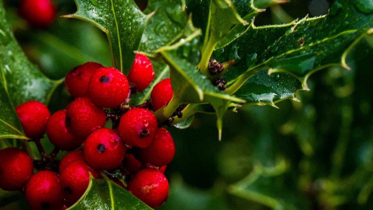 Anden juledag i Tune Kirke