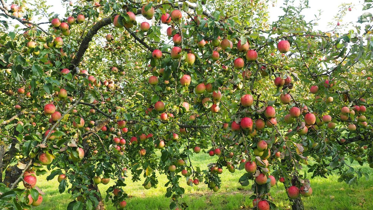 Rund um den Apfel - Besuch des Obst- und Gartenbauvereins Lixfeld