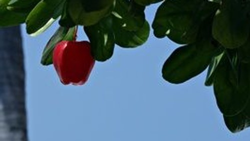 Adam, wo bist du? Gottesdienst mit Pn Paap. Werke von Mozart, Hudec, Koechlin, Kummer für Querflöte und Klarinette