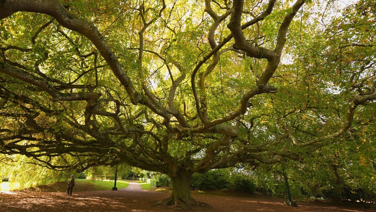 Atelier biblique 'Les arbres de l'AT'