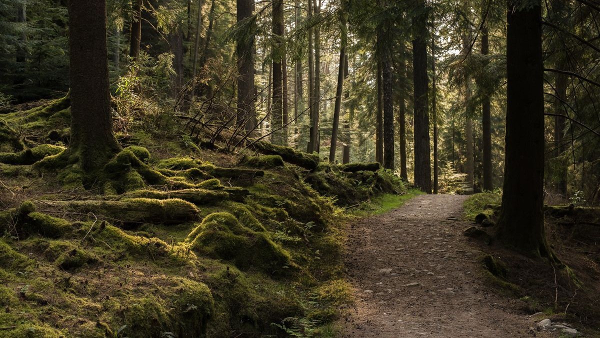 Sortie en forêt