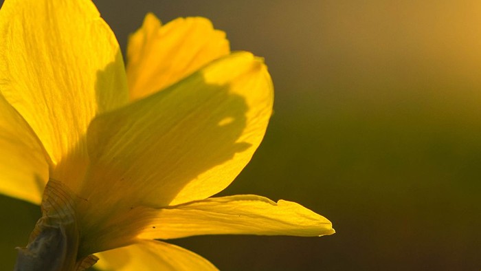 En blomst med gule blader i sollys.