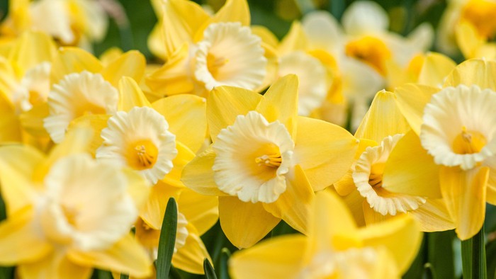 Bright yellow daffodils with white centers fill the image, showcasing their vibrant petals and green stems.