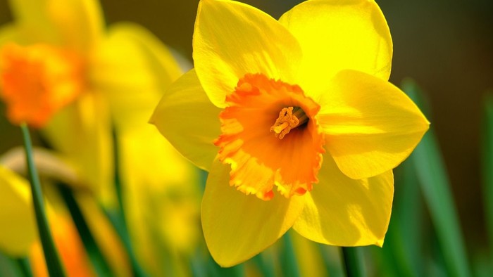 A close-up of a vibrant yellow daffodil with an orange center.