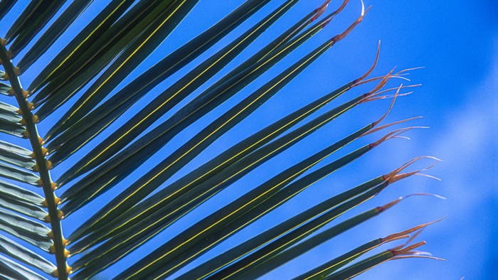 Palm fronds against blue sky