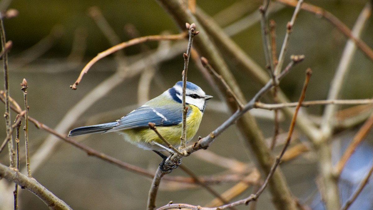 Wintervogelzählung im Rahmen der "Stunde der Wintervögel" vom Nabu