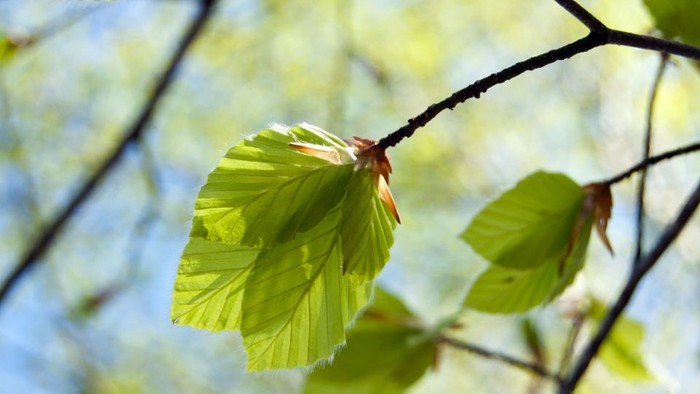 En gren med friske, grønne blade.
