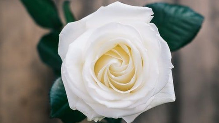 En hvid rose med grønne blade.