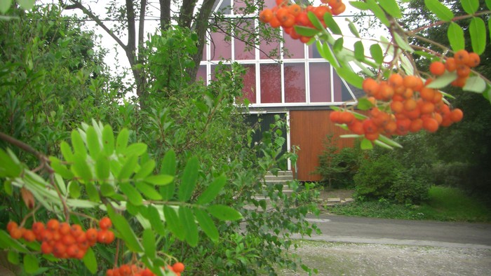 Im Garten blühen rote Beeren vor einem Haus.