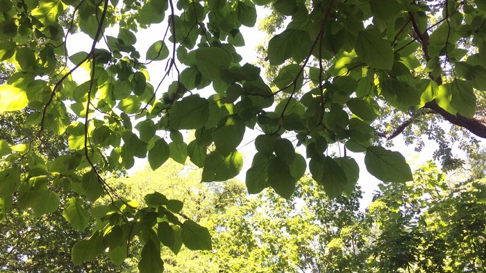 Grüne Blätter eines Baumes vor hellem Himmel